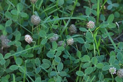 Trifolium fragiferum