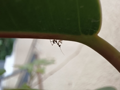 Sphodromantis viridis