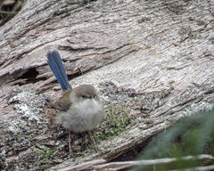 Malurus cyaneus