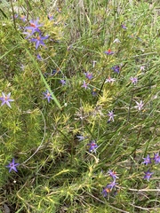 Calectasia