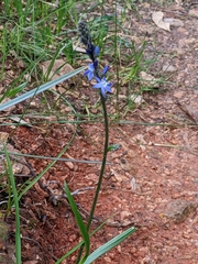 Caesia calliantha
