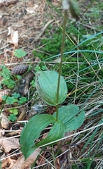 Epipactis helleborine