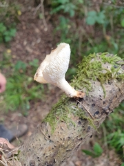 Polyporus tuberaster