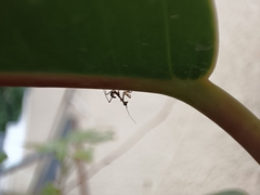 Sphodromantis viridis