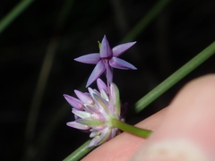 Sowerbaea laxiflora