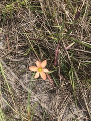 Moraea flaccida