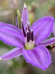 Thysanotus