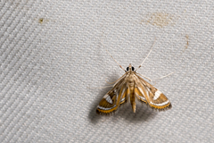 Strepsinoma croesusalis