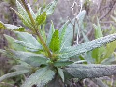 Aristeguietia salvia