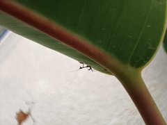 Sphodromantis viridis