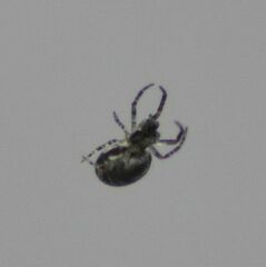 Zygiella x-notata