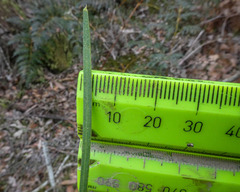 Acacia mucronata longifolia