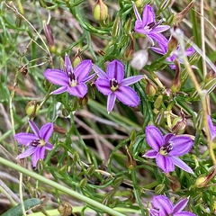 Thysanotus