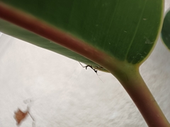 Sphodromantis viridis