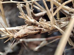 Aiolopus strepens