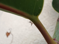 Sphodromantis viridis