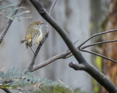 Acanthiza pusilla