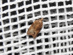 Epiphyas postvittana