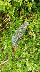 Aeshna grandis