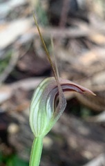 Pterostylis pedunculata
