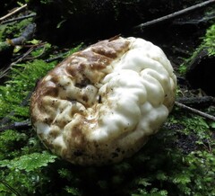 Protubera parvispora