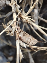 Aiolopus strepens
