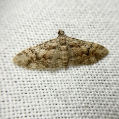 Mnesiloba eupitheciata