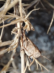 Aiolopus strepens