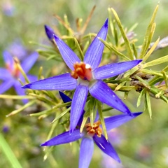 Calectasia