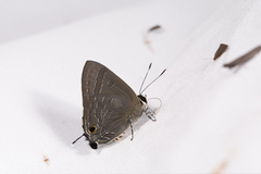 Deudorix epijarbas menesicles