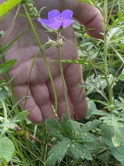 Geranium collinum
