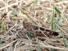 Aiolopus strepens