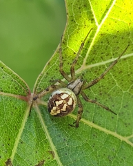 Neoscona adianta