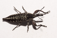 Rhinotia