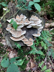 Trametes versicolor