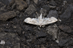 Parapoynx diminutalis