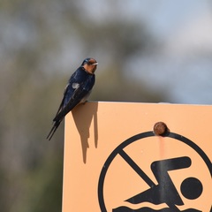 Hirundo neoxena