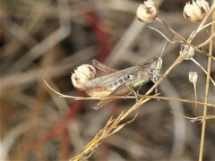 Chorthippus dorsatus