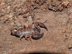 Hormurus