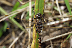 Adversaeschna brevistyla