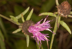 Centaurea