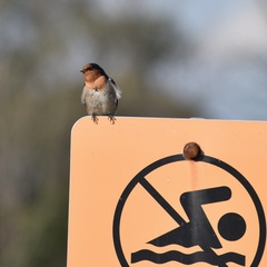 Hirundo neoxena