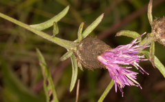 Centaurea