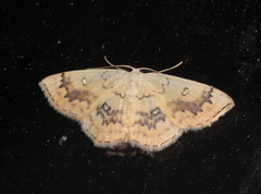 Cyclophora annularia