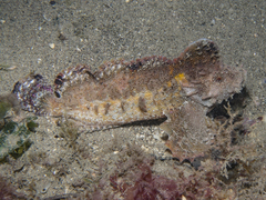 Aploactisoma milesii