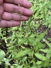 Persicaria mitis