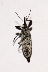 Rhinotia