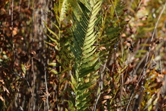 Telmatoblechnum indicum