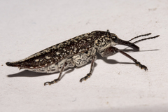 Rhinotia