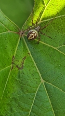 Neoscona adianta